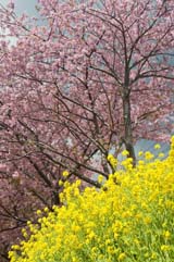 河津桜